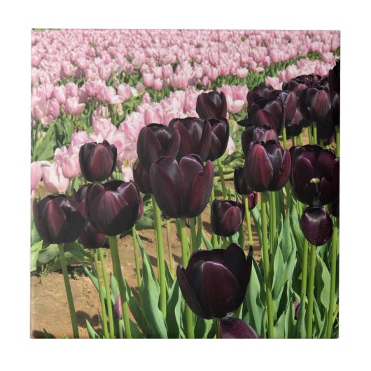 Dark Purple & Pink Tulips Fliese (Vorderseite)