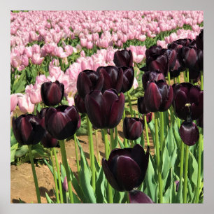 Dark Purple & Pink Tulips Poster