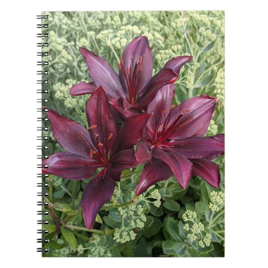 Dark Red Asiatic Lilies Floral Notizblock (Vorderseite)