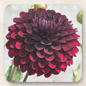 Dark Red Dahlia Bloom Floral Getränkeuntersetzer (Vorderseite)