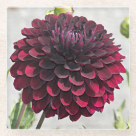 Dark Red Dahlia Bloom Floral Glasuntersetzer