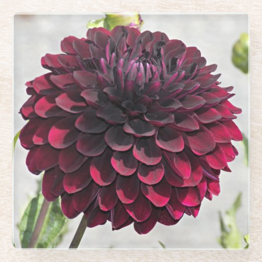 Dark Red Dahlia Bloom Floral Glasuntersetzer (Vorderseite)