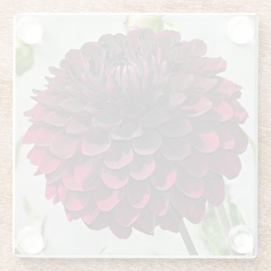 Dark Red Dahlia Bloom Floral Glasuntersetzer (Rückseite)