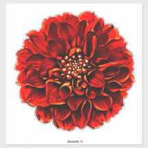 Dark Red Dinner Plate Dahlia Pinnata Blume