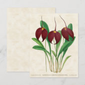 Dark Red Masdevallia Orchid Vintag Botanisch Postkarte (Vorne/Hinten)