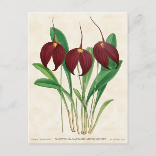 Dark Red Masdevallia Orchid Vintag Botanisch Postkarte (Vorderseite)