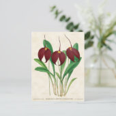 Dark Red Masdevallia Orchid Vintag Botanisch Postkarte (Stehend Vorderseite)