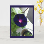 Dark Velvet Morning Glory Blank Karte (Gelbe Blume)