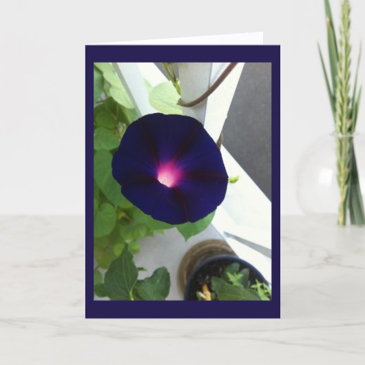 Dark Velvet Morning Glory Blank Karte (Vorderseite)