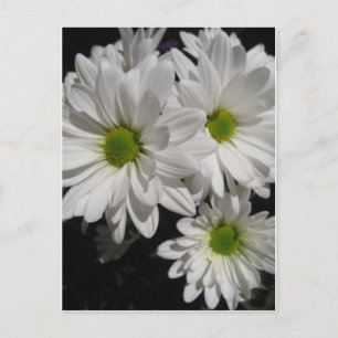 Darlin' Daisies Postkarte