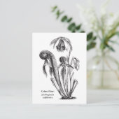 Darlingtonia californica, karnivorische Pflanze Postkarte (Stehend Vorderseite)