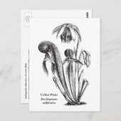Darlingtonia californica, karnivorische Pflanze Postkarte (Vorne/Hinten)
