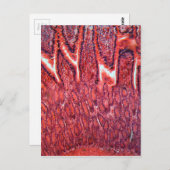 Darmzellen unter dem Mikroskop Postkarte (Vorne/Hinten)