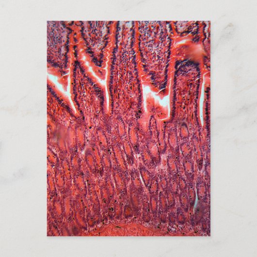 Darmzellen unter dem Mikroskop Postkarte (Vorderseite)