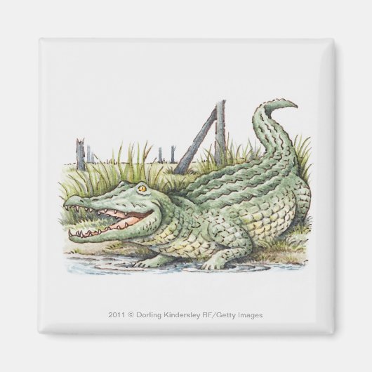 Darstellung der Alligatorin am Ufer Magnet (Vorne)