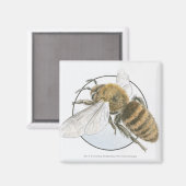 Darstellung der Honigbiene Magnet (Vorderseite/Rückseite)
