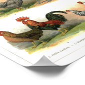 Darstellung der Hühnerroster Poster (Ecke)