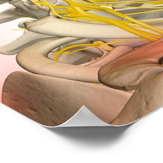 Darstellung der Nackennerven Poster (Ecke)