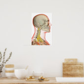 Darstellung der Nackennerven Poster (Küche)