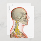 Darstellung der Nackennerven Postkarte (Vorne/Hinten)