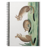 Darstellung der niedlichen Kaninchen | Notizblock (Vorderseite)