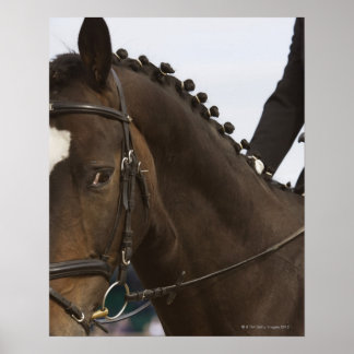 Darstellung des Dressurpferdes Poster