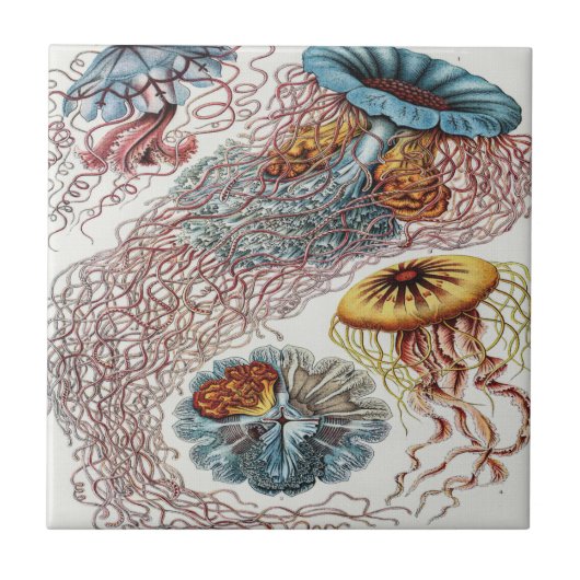 Darstellung des Meereslebens - Ernst Haeckel Poste Fliese (Vorderseite)