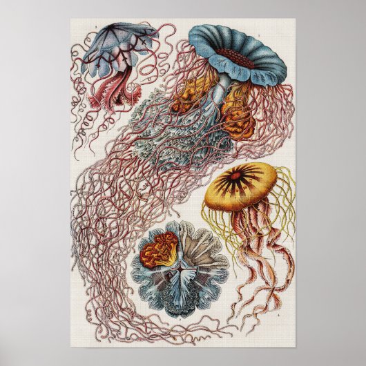 Darstellung des Meereslebens - Ernst Haeckel Poste Poster (Vorne)