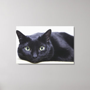 Darstellung einer Katze Leinwanddruck