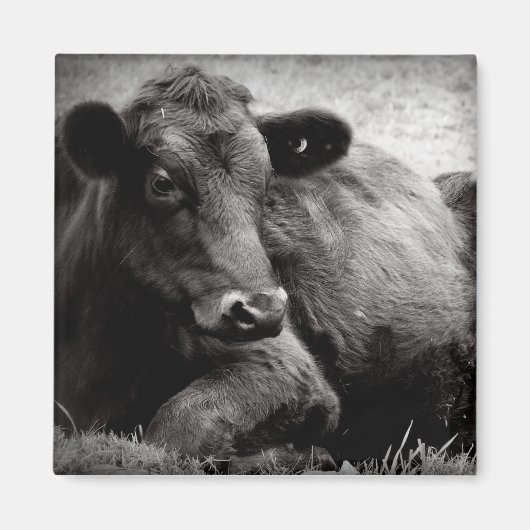 Darstellung eines Angus Magnet (Vorne)