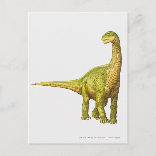 Darstellung eines Camarasaurus Postkarte (Vorderseite)