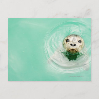 Darstellung eines Siegels im Wasser Postkarte