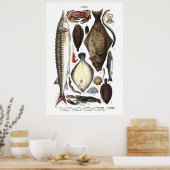 Darstellung verschiedener Arten von Fischen Poster (Küche)