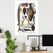 Darstellung verschiedener Arten von Fischen Poster (Heimbüro)