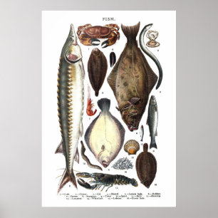 Darstellung verschiedener Arten von Fischen Poster