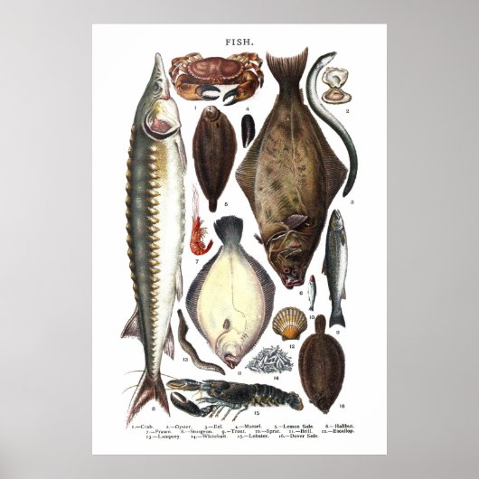 Darstellung verschiedener Arten von Fischen Poster (Vorne)