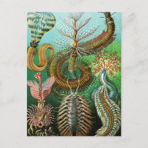 Darstellung von Chaetopoda durch Ernst Haeckel Postkarte
