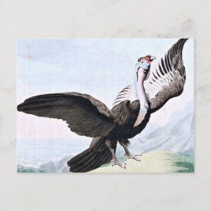 Darstellung von Condor Bird Wildlife Postkarte