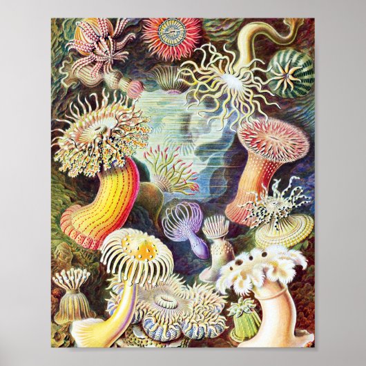 Darstellung von Meeresanemonen durch Ernst Haeckel Poster (Vorne)