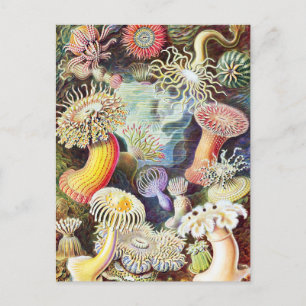 Darstellung von Meeresanemonen durch Ernst Haeckel Postkarte