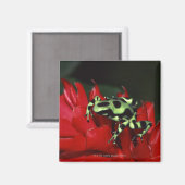 Dart frog 2 magnet (Vorderseite/Rückseite)