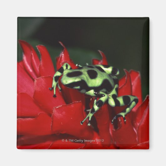 Dart frog 2 magnet (Vorne)
