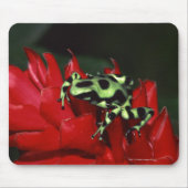 Dart frog 2 mousepad (Vorne)