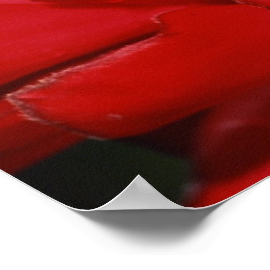 Dart frog 2 poster (Ecke)