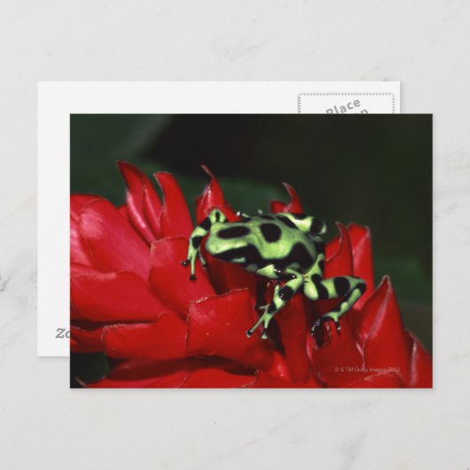 Dart frog 2 postkarte (Vorne/Hinten)