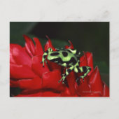 Dart frog 2 postkarte (Vorderseite)