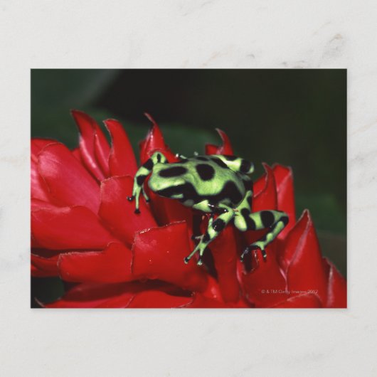 Dart frog 2 postkarte (Vorderseite)