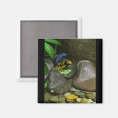 Dart Frog Buddies Magnet (Vorderseite/Rückseite)