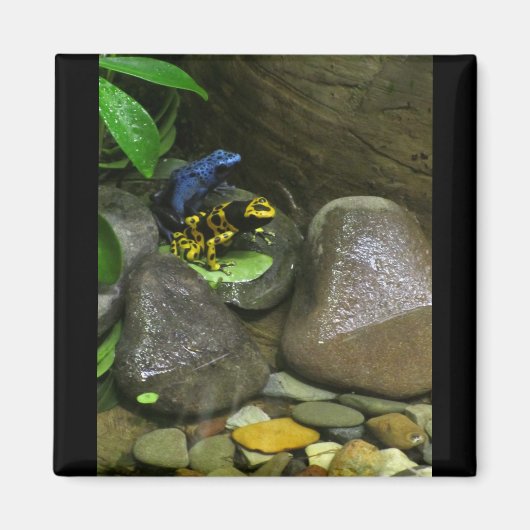 Dart Frog Buddies Magnet (Vorne)