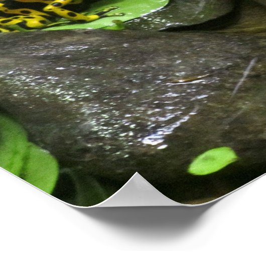 Dart Frog Buddies Poster (Ecke)